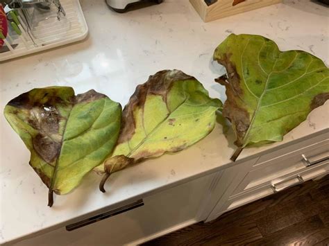 Over Watered The Fiddle Leaf Fig Plant Resource