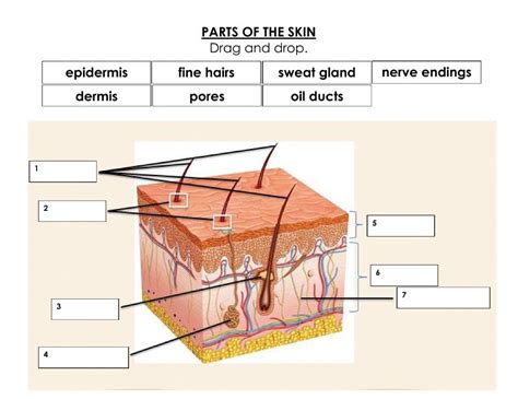 Parts Of The Skin Worksheet