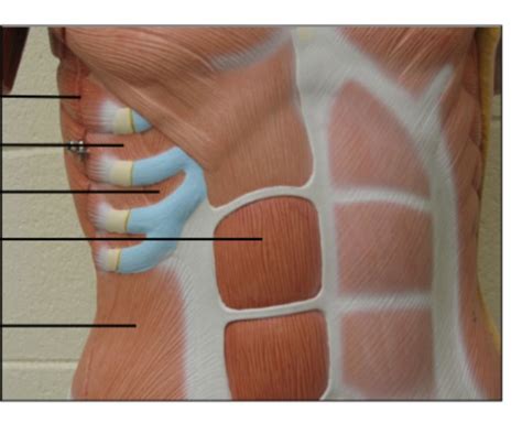 Muscles Of The Trunk Lab Midterm Diagram Quizlet