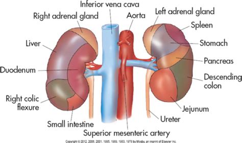 NORMAL Urinary system Ch. 15 ANATOMY OF THE URINARY SYSTEM Flashcards ...