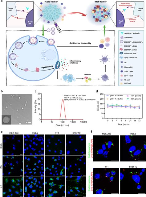 Mrna Lipid Nanoparticle Mediated Pyroptosis Sensitizes Immunologically