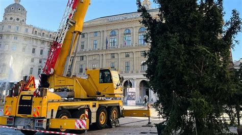 L albero di Natale è arrivato a De Ferrari da dove viene e quando