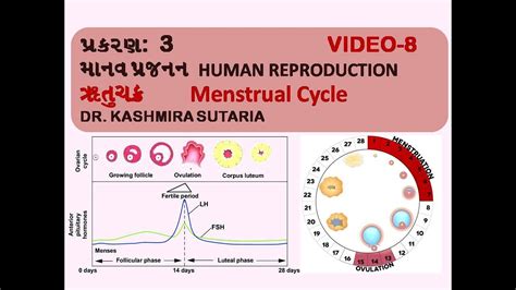 ઋતુચક્રmenstrual Cycleclass 12biologychapter 3video 8 Youtube