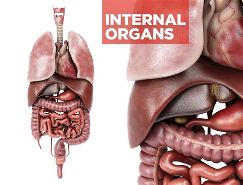 Internal organs - anatomical model with 4K textures 3D model | CGTrader