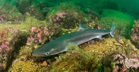 Venomous Sharks Found Living In London’s Thames River | TravelAwaits