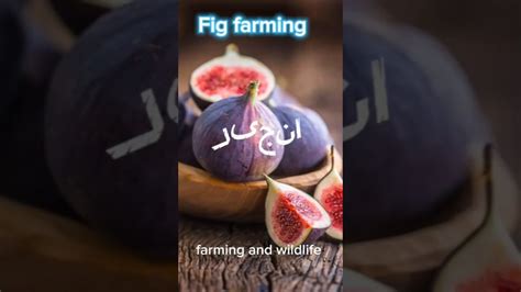 Fig Farming Anjeer In Urdu Youtube