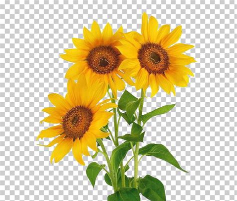 3 Sunflowers Clipart 10 Free Cliparts Download Images On Clipground 2024