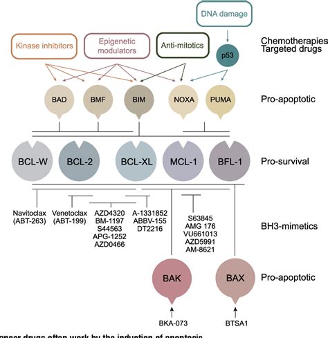 Figure 1 From Targeting The Bcl 2 Regulated Apoptotic Pathway For The