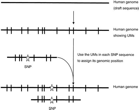 Single Nucleotide Polymorphism Mapping Using Genome Wide Unique Sequences