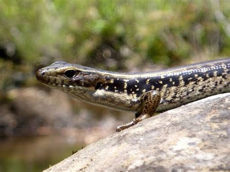 Murphys Glen To Bedford Creek Nude Walk Sydney University Bushwalkers