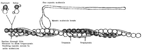 Contraction And Rigor Mortis