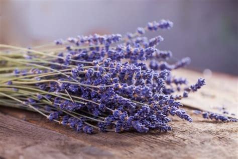 Lavendel Planten En Verzorgen Complete Gids Moowy