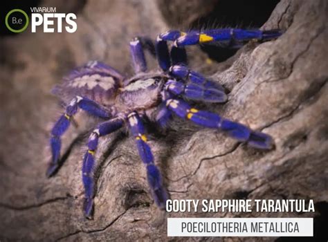 Poecilotheria Metallica: Gooty Sapphire Tarantula Care Guide