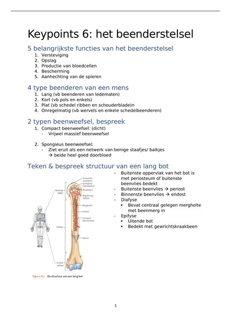 Anatomie Keympoints Hoofdstuk Het Beenderstelsel Anatomie En