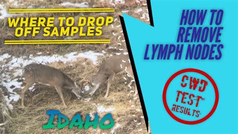 Cwd How To Remove Lymph Nodes Drop Off Sites And Test Results Youtube