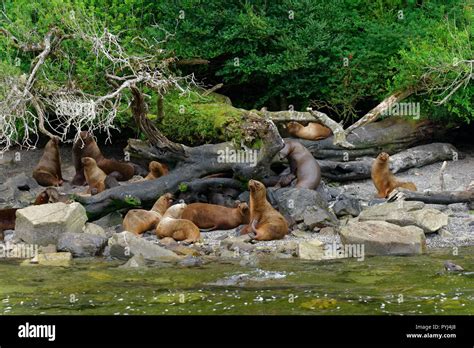 Sea Lions In Their Natural Habitat On The Coasts Of Southern Chile