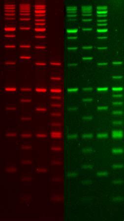 Gelgreen Nucleic Acid Gel Stain X In Dmso Gene Target Solutions