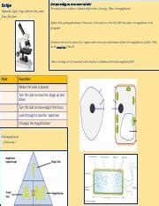 Cells And Microscopes Pptx Do Now Keywords Light Stage Objective