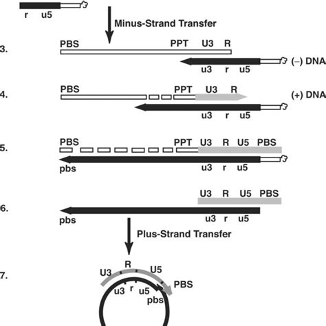 Schematic Diagram Of The Events In Reverse Transcription Step 1