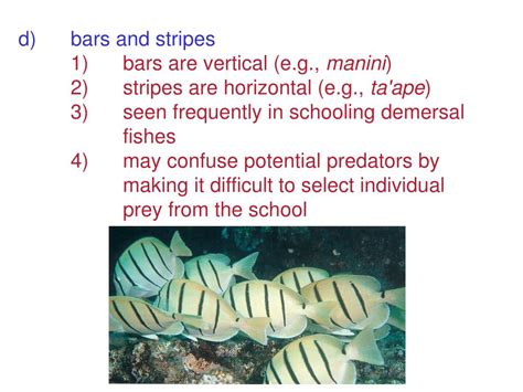 Ppt Fish Morphology Powerpoint Presentation Free Download Id4633126