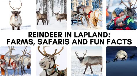 The Secrets of Reindeer in Lapland: Best Safaris, Farms, and Get to ...