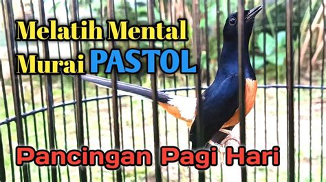 PANCINGAN MURAI PASTOL PAGI HARI UNTUK MENAIKKAN MENTAL T4RUNG MURAI