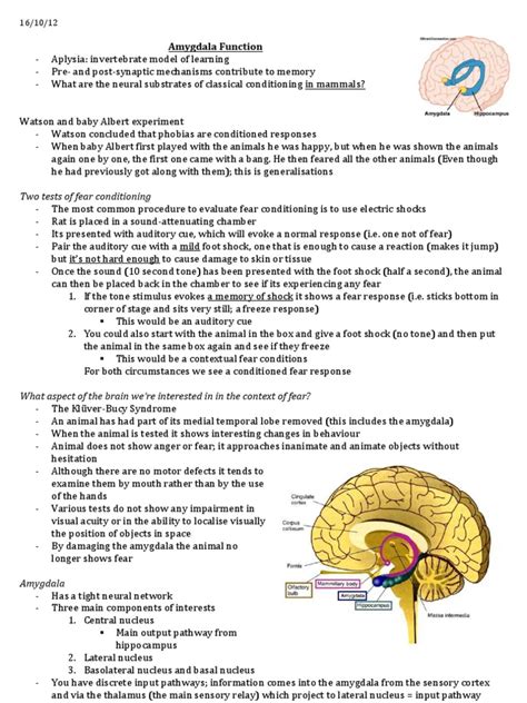 Amygdala Function | Amygdala | Long Term Potentiation