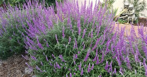 The 2 Minute Gardener Photo Mexican Bush Sage Salvia Leucantha