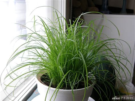 Cyperus Zumula ! ! ! | My Little Place In The Universe Of Spaces.
