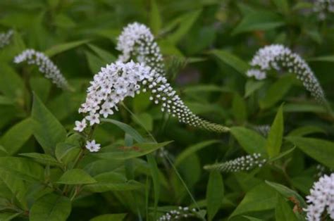 Bundle Of Small White Flowers In Cone Formation