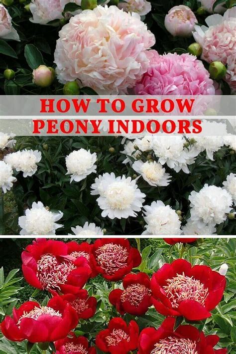 How To Grow Peony Indoors Growing Peonies Planting Peonies Peonies