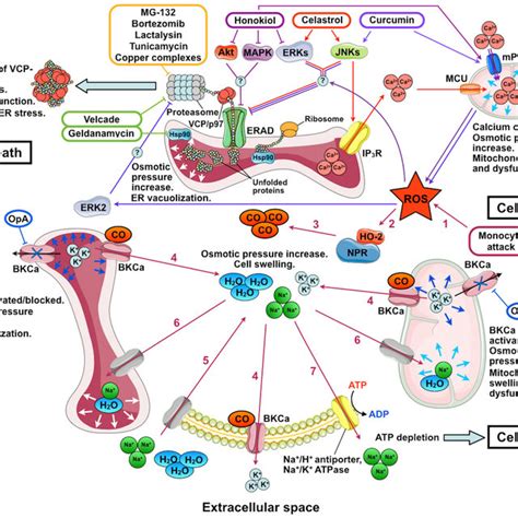 Mechanisms Of Vacuolization Triggered By Methuosis Inducers A Stages