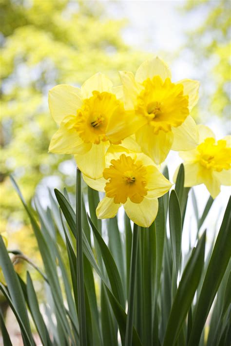 Daffodil Flower Wikipedia In Hindi Best Flower Site