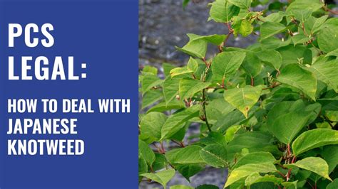 How To Deal With Japanese Knotweed Youtube