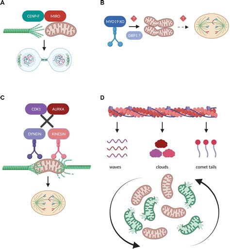 Frontiers The Multifaceted Regulation Of Mitochondrial Dynamics