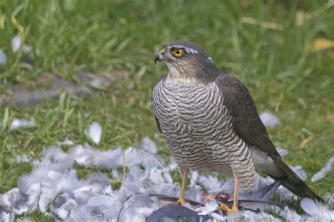 Female Sparrowhawk Female Sparrowhawk In My Garden Throug Flickr