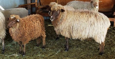 Navajo-Churro Breeding Ewes and Lambs 2021 – Arriola Sunshine Farm