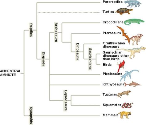 amniotes.html 34_24AmniotePhylogeny-L.jpg