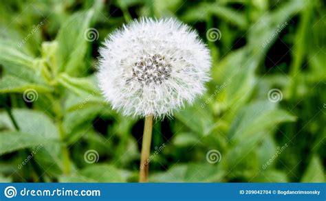 Dandelion Close Up Spring White Fluffy Dandelion Flower On A Green