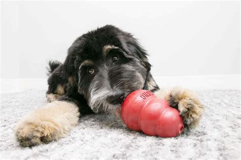 Dog Enrichment Toys Kong Discovery Mats Ringwood Dogs