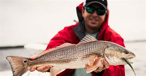 How To Consistently Catch Redfish Snook Seatrout Inshore Manifesto