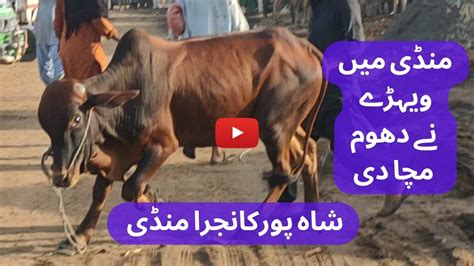 Shahpur Kanjra Mandi Today Updates Lahore Cow Mandi Youtube