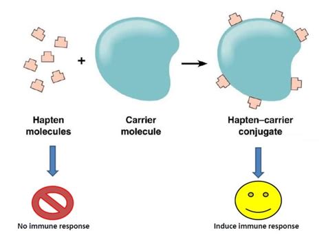 Antigen And Its Types Online Science Notes