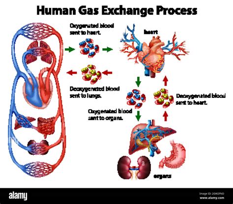 Gas exchange alveoli Cut Out Stock Images & Pictures - Alamy