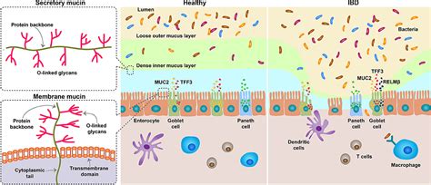 Frontiers The Role And Function Of Mucins And Its Relationship To