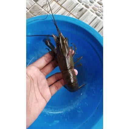 Jual Bibit Lobster Ait Tawar Konsumsi Ukuran 4 5 Inch Jenis Red Claw