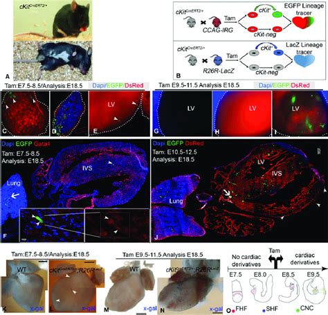 Ckit Creert2 Lineage Tracing A Phenotype Of Ckit Creert2 Mice