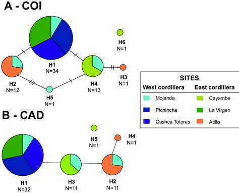 TCS haplotype network for Dyscolus alpinus. (A) COI and (B) CAD ... 