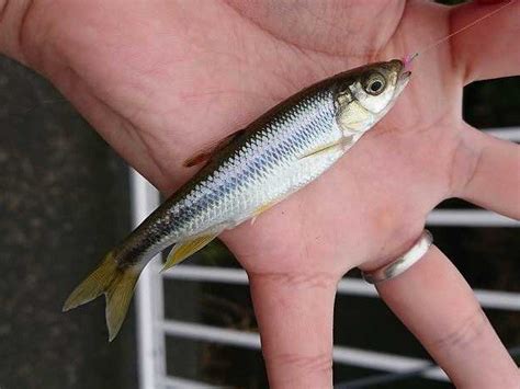 カワムツの特徴・見分け方 ｜ 写真から探せる魚図鑑