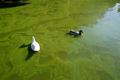 Водоросли в пруду: как побороть